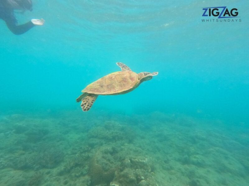 Hamilton Island: Whitsundays Sunset Dinner Cruise - Who Is This Tour Best For?