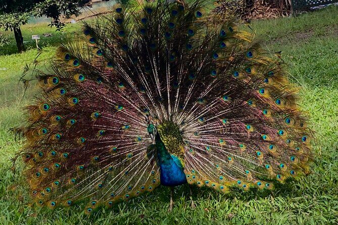 Hampden Rum Factory Tour With French Guide - An In-Depth Look at the Hampden Rum Factory Tour