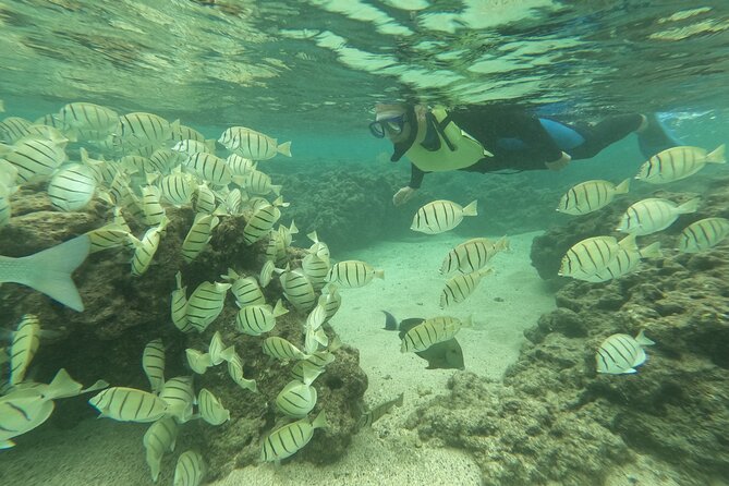 Hanauma Bay Guided Snorkeling Tour With Transportation - Meeting and Pickup Information