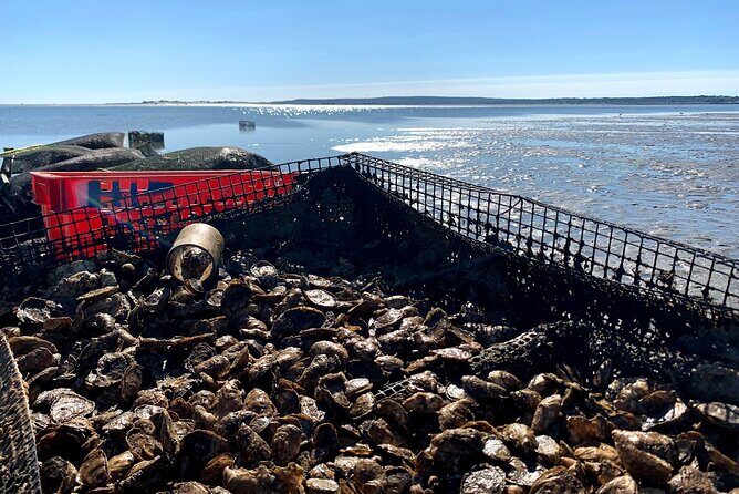 Hands-On Oyster Farm Experience in Plymouth - A Closer Look at the Tour Itinerary