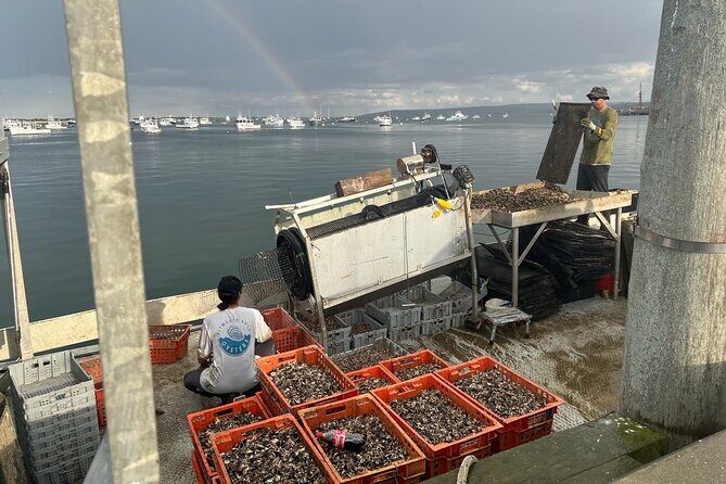 Hands-On Oyster Farm Experience in Plymouth - Analyzing the Value of This Experience