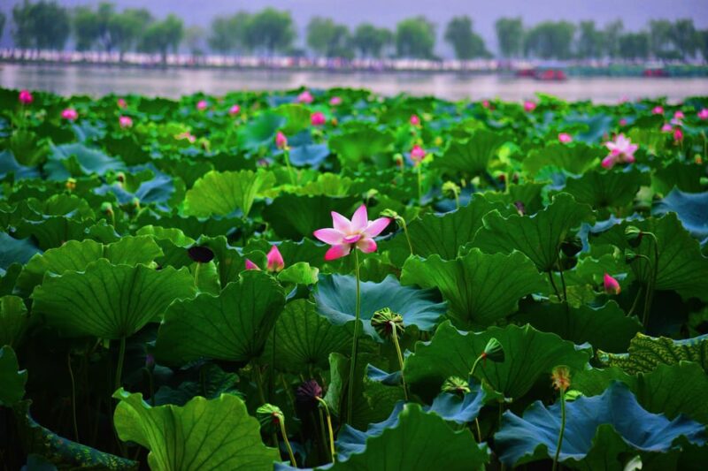 Hangzhou: West Lake and Tea Plantation Day Trip - Transportation and Guide