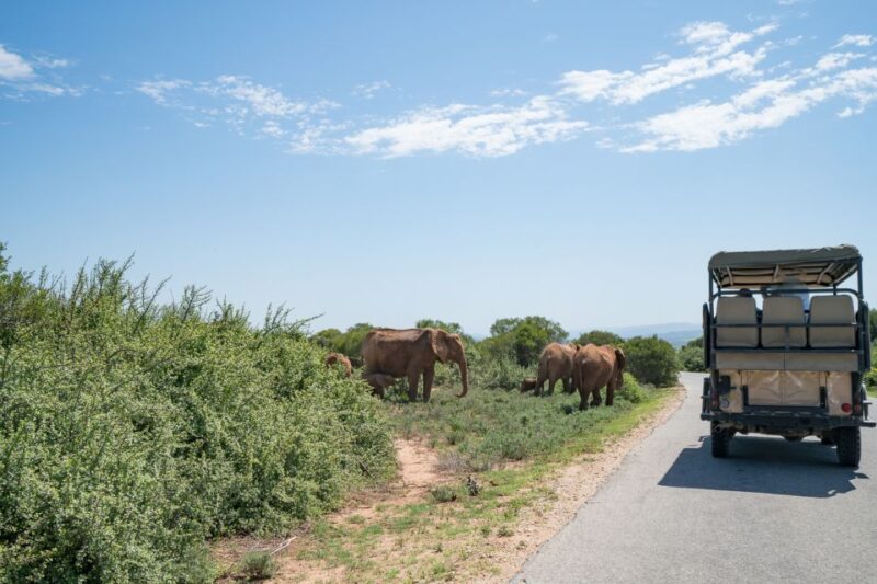 Hankey: Addo Elephant Park Guided Photo Safari With Lunch - Highlights of the Safari Experience