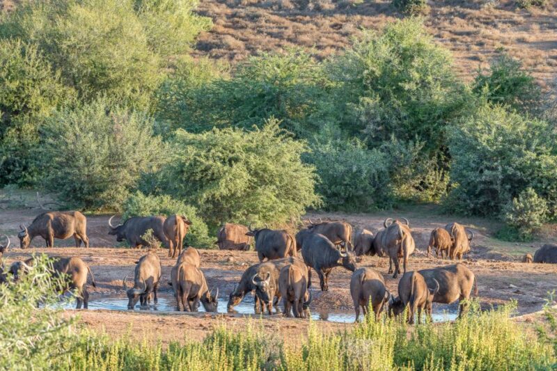 Hankey: Addo Elephant Park Guided Photo Safari With Lunch - Capturing Wildlife Through Photography