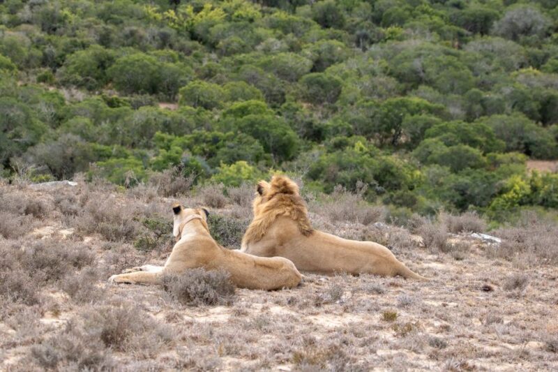 Hankey: Addo Elephant Park Guided Photo Safari With Lunch - Picnic Basket and Lunch Options
