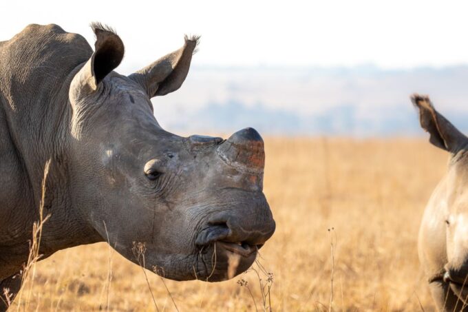 Hankey: Addo Elephant Park Guided Photo Safari With Lunch - What to Bring and Wear