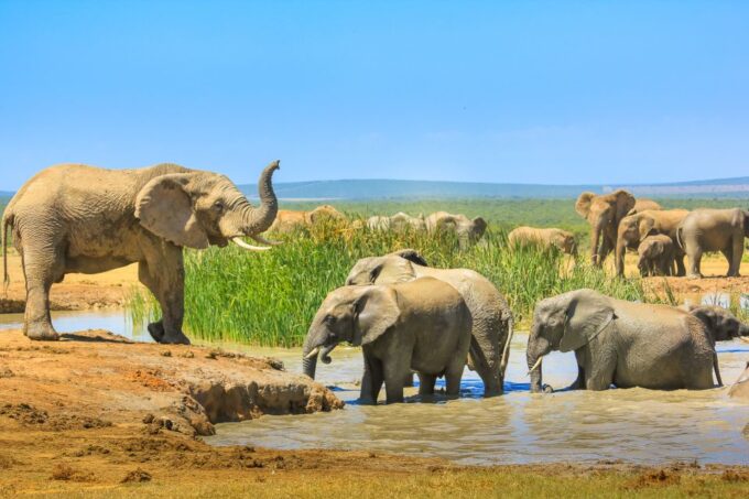 Hankey: Addo Elephant Park Guided Photo Safari With Lunch - Frequently Asked Questions