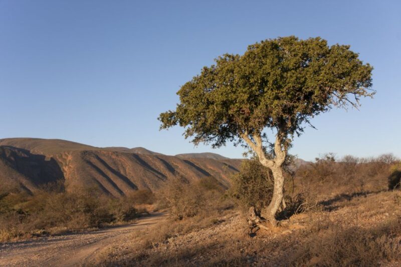 Hankey: Baviaanskloof Full-Day Guided Safari Trip With Lunch - Diverse Flora and Fauna Encounter