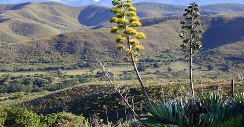 Hankey: Pabala Nature Reserve Guided Hiking Tour - Exploring the Scenic Hiking Trail