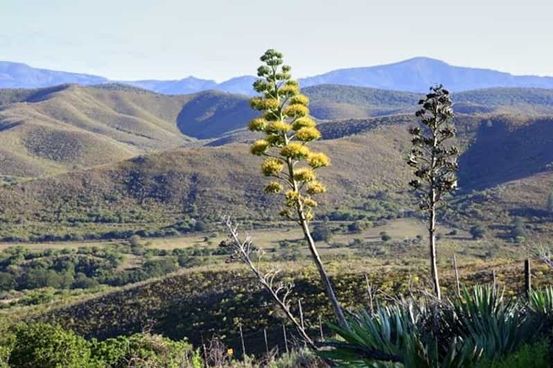 Hankey: Pabala Nature Reserve Guided Hiking Tour - Educational Insights on Local Flora and Fauna