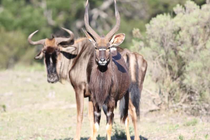 Hankey: Pabala Private Nature Reserve Game Drive With Snacks - Good To Know