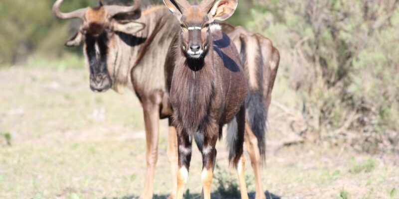 Hankey: Pabala Private Nature Reserve Game Drive With Snacks - Wildlife Observed at the Reserve