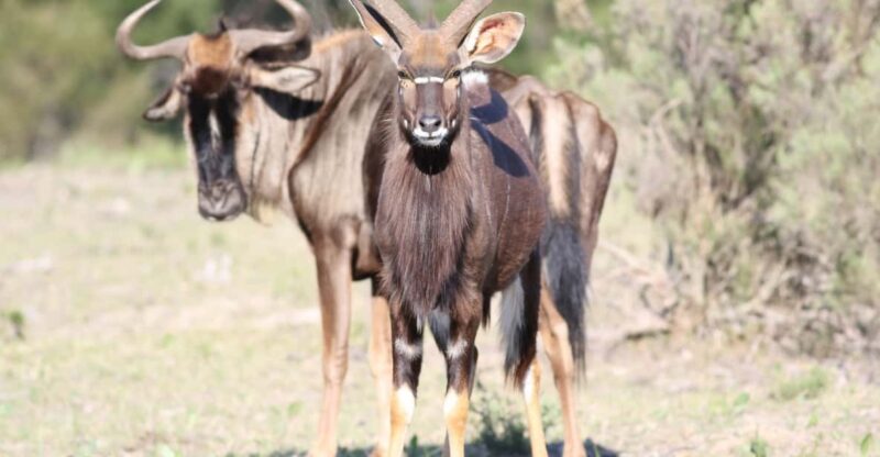 Hankey: Pabala Private Nature Reserve Game Drive With Snacks - Highlights of the Game Drive