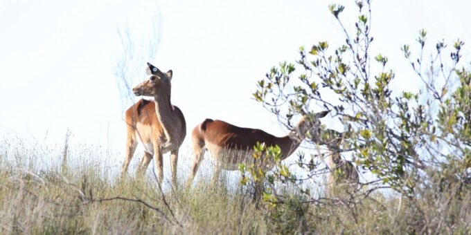 Hankey: Pabala Private Nature Reserve Game Drive With Snacks - Memorable Moments and Insights