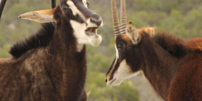 Hankey: Pabala Private Nature Reserve Game Drive With Snacks - Recommendations and Considerations