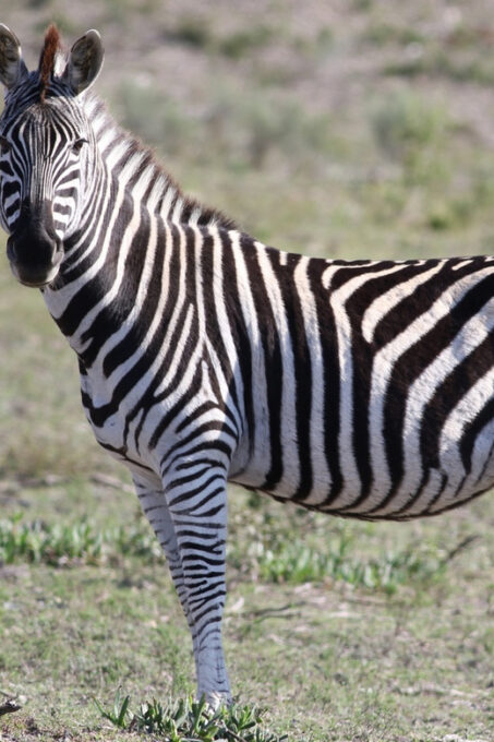 Hankey: Pabala Private Nature Reserve Game Drive With Snacks - Frequently Asked Questions