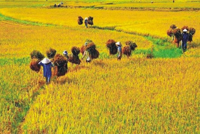 Hanoi Vespa Countryside Tour With Female Ao Dai Riders Half Day - Enjoy Lunch and Refreshments