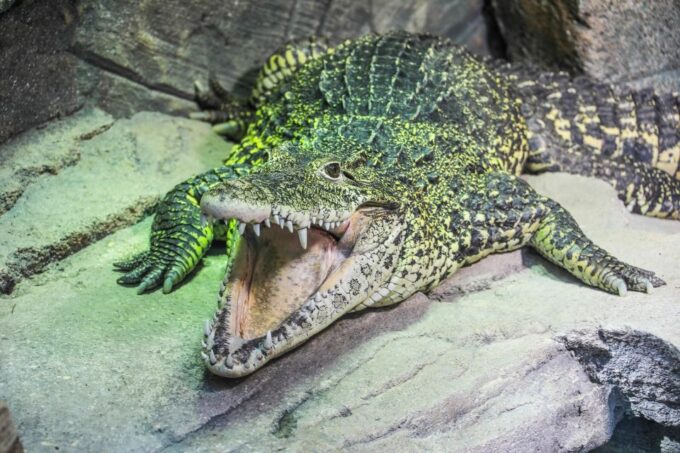 Hanover: SEA LIFE Entry Ticket - Accessibility Features