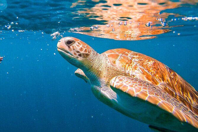Harbour Lights-Chair &Turtle Shipwreck Snorkel Tour(10:30-1:30pm) - Key Points