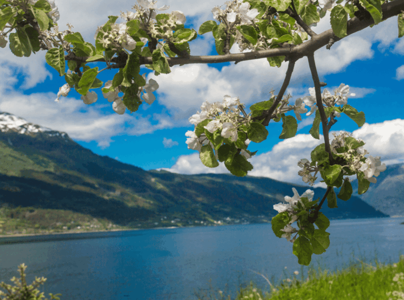 Hardangerfjord Lunch at Cider Farm, Coffee at Historic Hotel - Scenic Cider Farm Experience