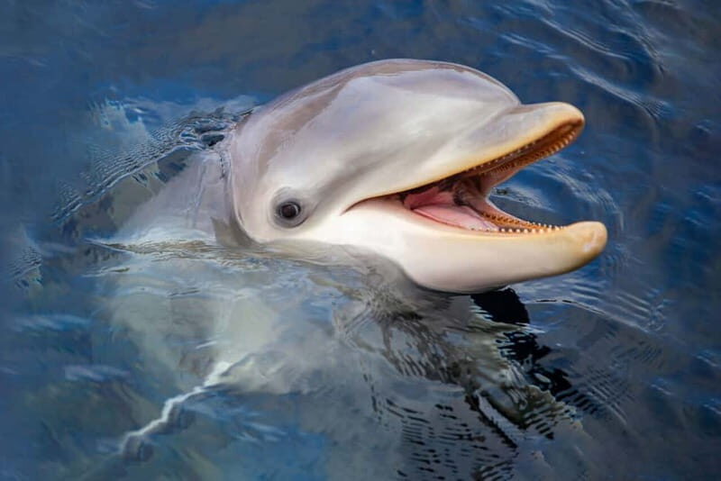Harderwijk: Dolfinarium Entry Ticket - The Sum Up: Who Will Love the Dolfinarium?
