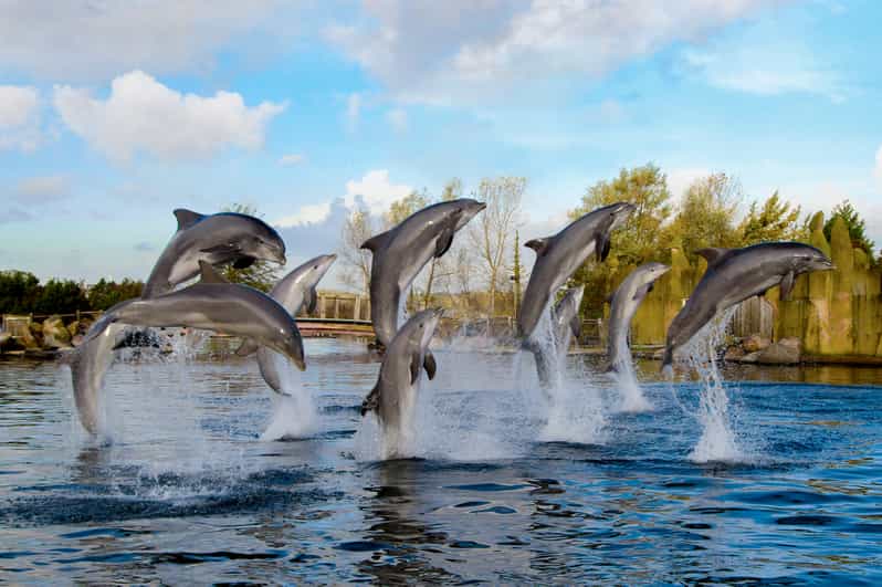 Harderwijk: Dolfinarium Entry Ticket - Experience Highlights