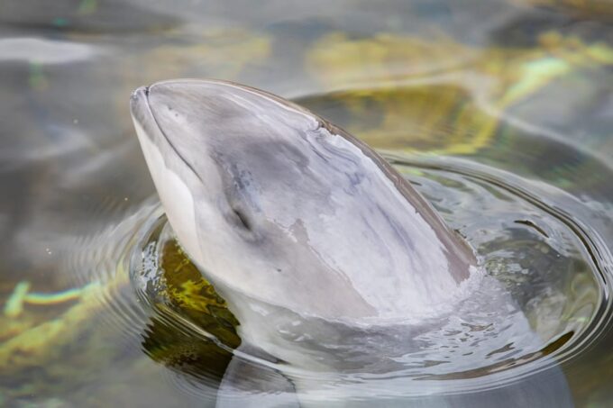 Harderwijk: Dolfinarium Entry Ticket - Customer Reviews