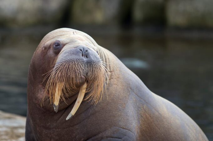 Harderwijk: Dolfinarium Entry Ticket - Tips for Your Visit