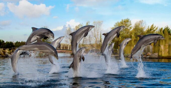 Harderwijk: Dolfinarium Entry Ticket - Frequently Asked Questions