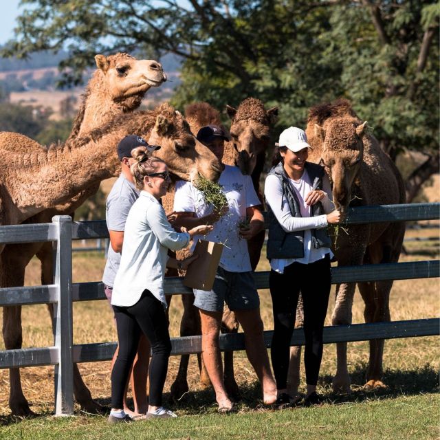 Harrisville: Summer Land Camel Farm Tour With Tasting - Recap