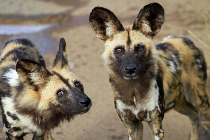 Hartbeespoort: Lion and Safari Park Tour - Exploring the Hartbeespoort Lion and Safari Park Tour
