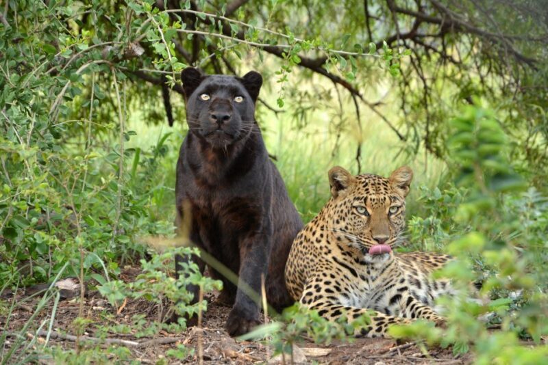 Hartbeespoort: Lion and Safari Park Tour - A Deep Dive into the Safari Experience