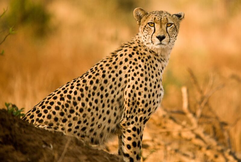 Hartbeespoort: Predator Safari With a Guide - Good To Know