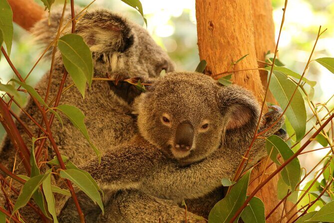 Hartley Crocodile Park with Kuranda, Skyrail Cableway and Train - An In-Depth Look at the Tour Experience