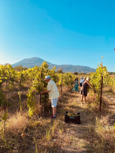 Harvest - Key Points