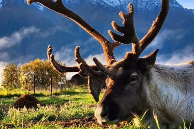 Hatcher Pass & Reindeer Adventure Tour  Anchorage Pickup - Key Points
