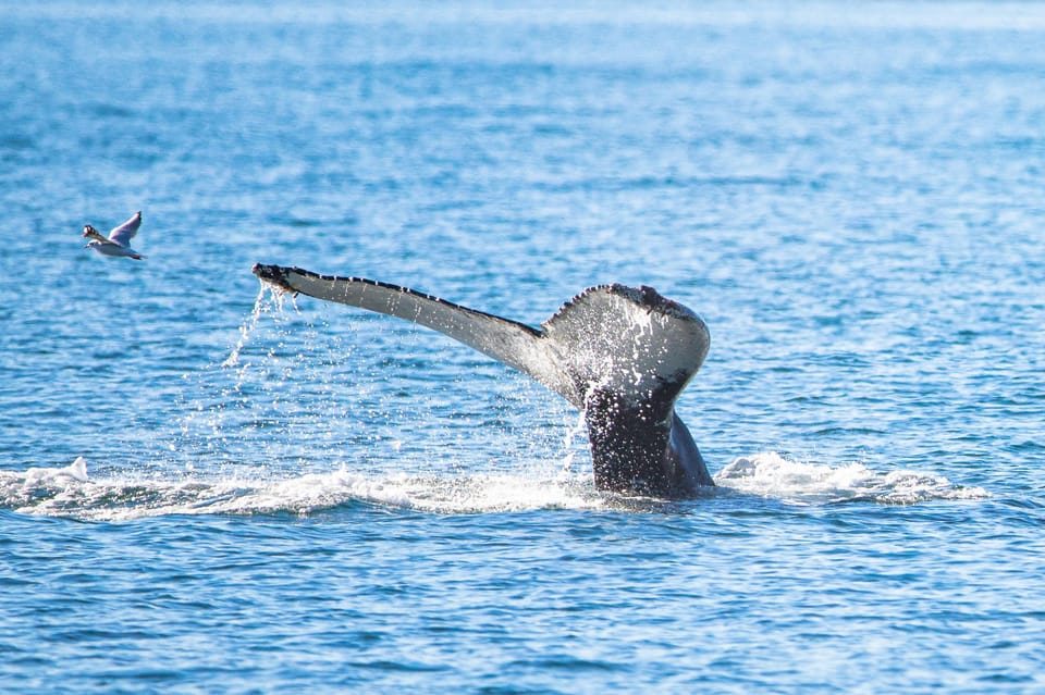 Hauganes: Whale Watching North Iceland - Key Points