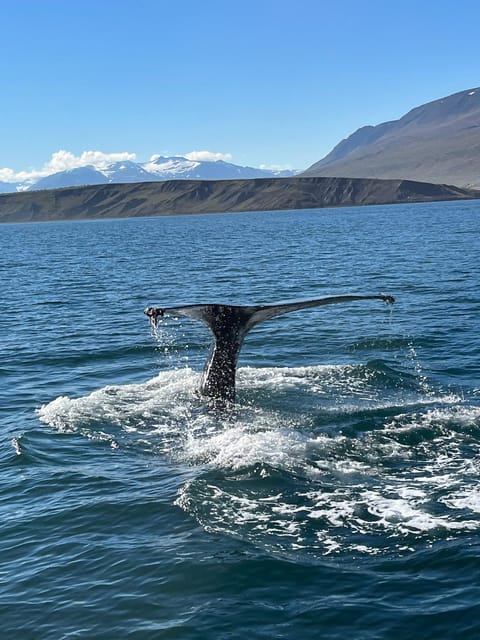 Hauganes: Whale Watching North Iceland - Value & Pricing