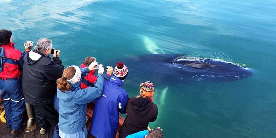 Hauganes: Whale Watching North Iceland - Final Thoughts
