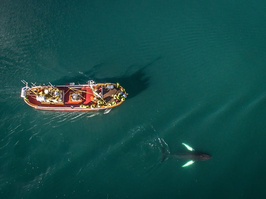 Hauganes: Whale Watching North Iceland - FAQs