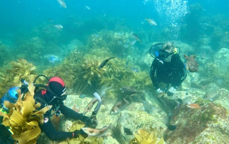 Hauraki Gulf: Hammerhead Experience Dive Charter - Key Points