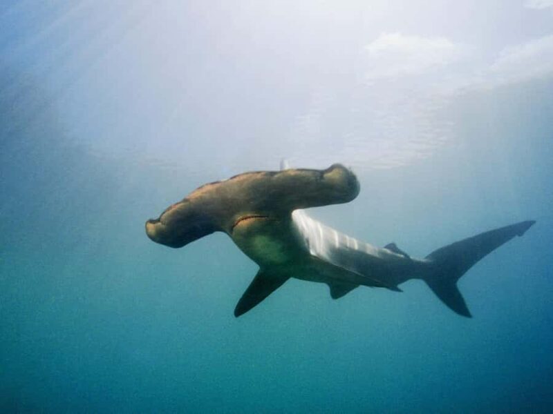 Hauraki Gulf: Hammerhead Experience Dive Charter - The Highlights: Marine Life and Scenic Views