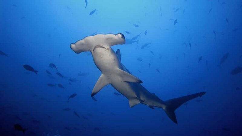 Hauraki Gulf: Hammerhead Experience Dive Charter - Who Is This Tour For?