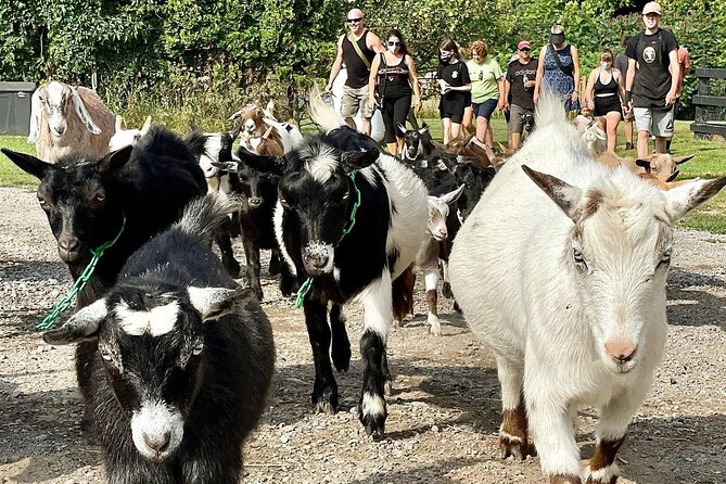 Haute Goat Shmurgle in Ontario - Exploring the Farms Trails
