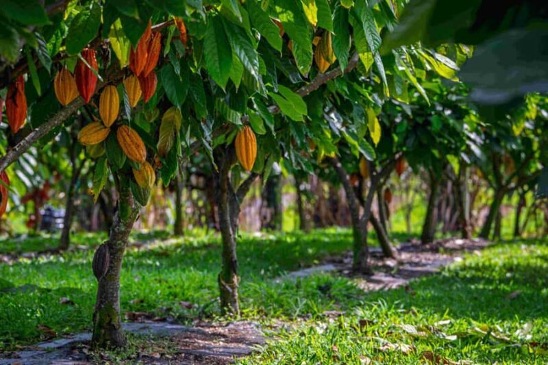 Hawaii: 10 Bar Chocolate Tasting & History of Chocolate - Learning with Passionate Guides