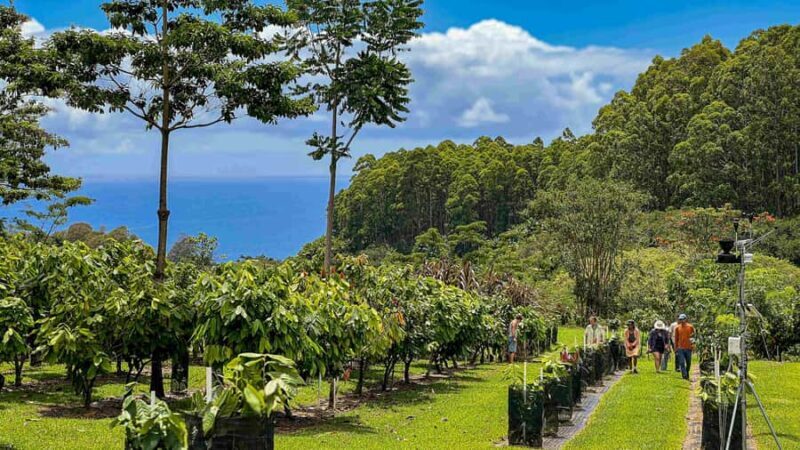 Hawaii: 10 Bar Chocolate Tasting & History of Chocolate - Practical Details and Value