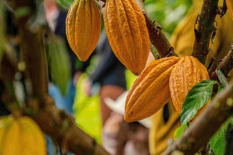 Hawaii: 10 Bar Chocolate Tasting & History of Chocolate - FAQs