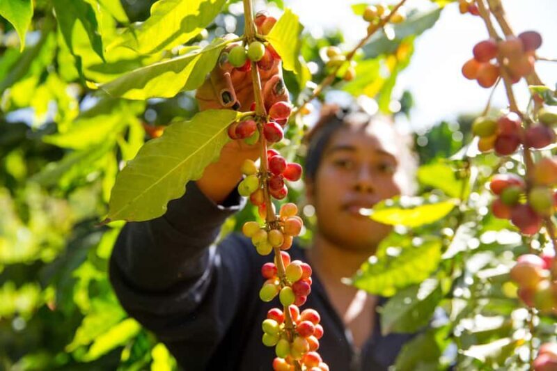 Hawaii Hala Tree Coffee: Coffee Cupping Workshop - Location and Directions
