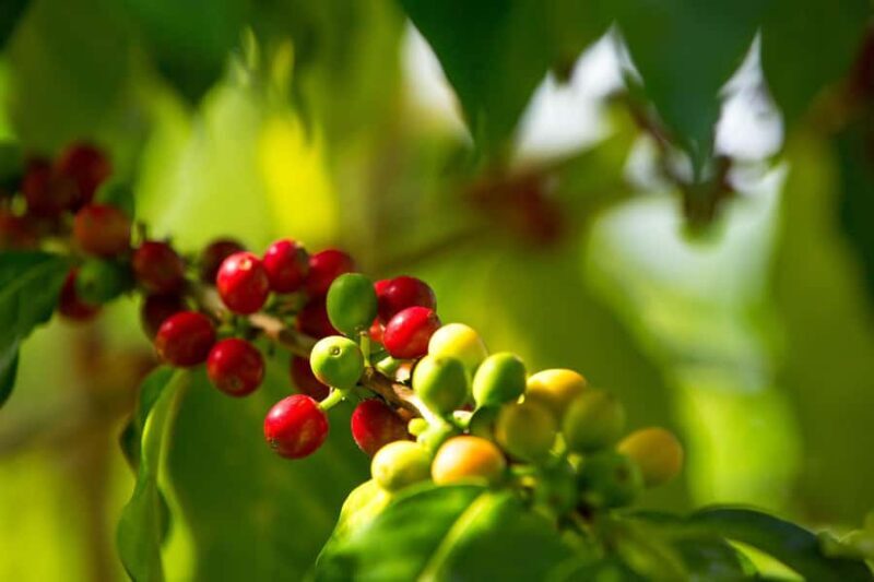 Hawaii Hala Tree Coffee: Coffee Cupping Workshop - FAQ