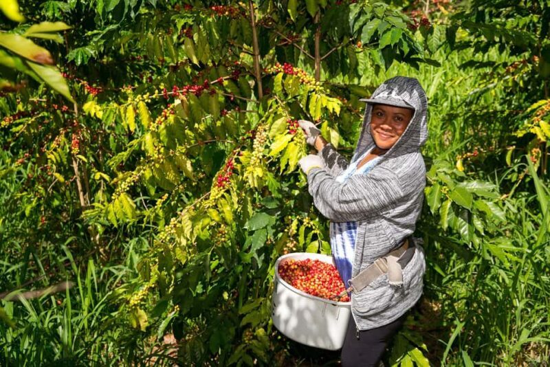 Hawaii: Hala Tree Coffee Farm Tour and Tasting - Why This Tour Fits Certain Travelers Best